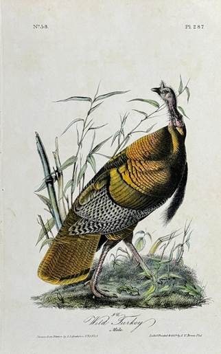 Audubon - Wild Turkey (Male). 287