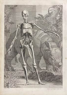 Albinus, Large Folio - Full Skeleton / Muscular Form with Rhinoceros (Front View with outline plate and text)